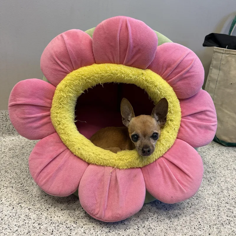 Chiquita Bonita thumbnail 2