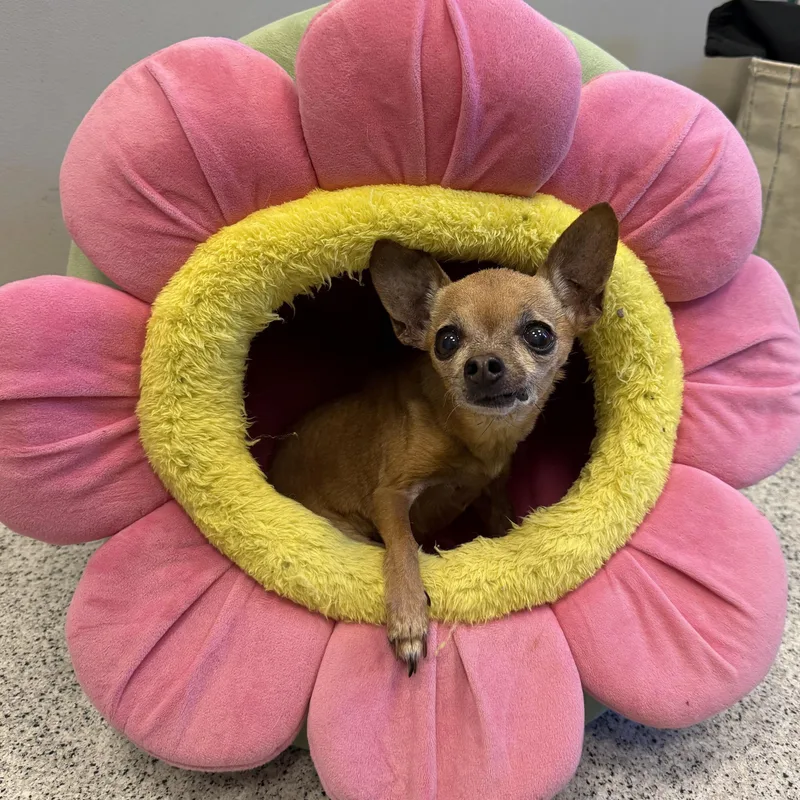 Chiquita Bonita thumbnail 3