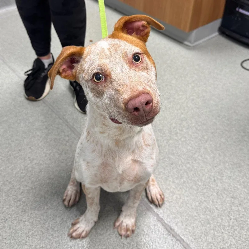 A young medium-sized male Australian Cattle Dog / Blue Heeler dog named Pringle for adoption in New Castle, DE