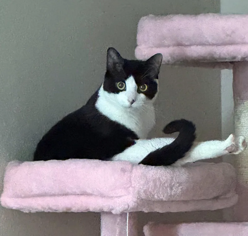 Bonded  Adult Siblings