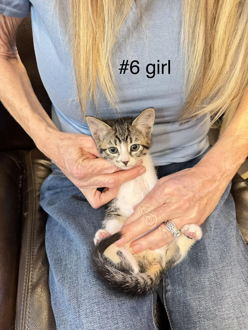A baby small-sized female Domestic Short Hair cat named Heidi for adoption in Dixon, CA