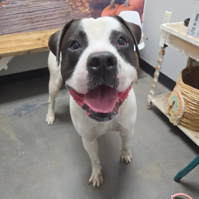 An adult large-sized male White / Cream American Bulldog dog named Denver Bronco for adoption in Normal, IL