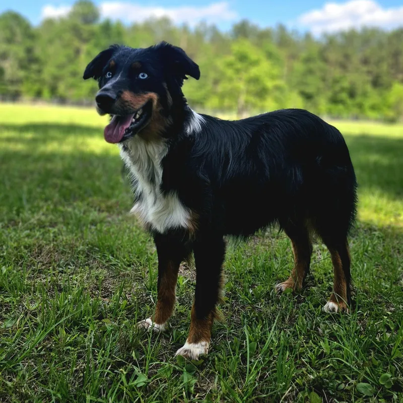 A young medium-sized male Tricolor (Brown, Black, & White) Australian Shepherd dog named Hudson  The Sweetest for adoption in Houston, TX