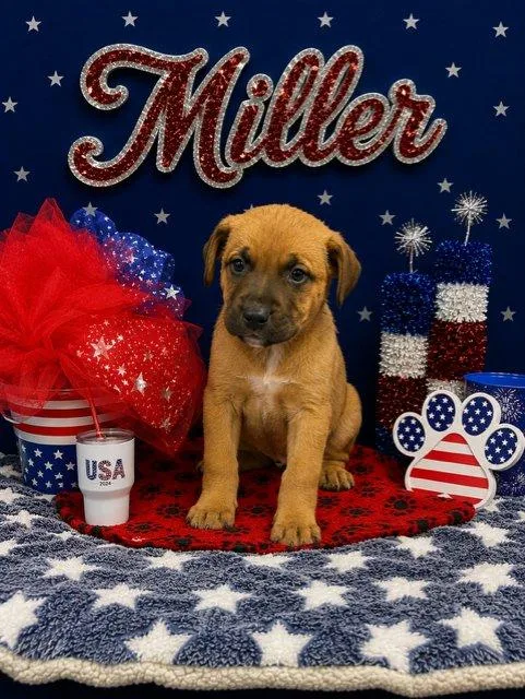 A baby small-sized female Brown / Chocolate Mixed Breed dog named Miller for adoption in Raleigh, NC
