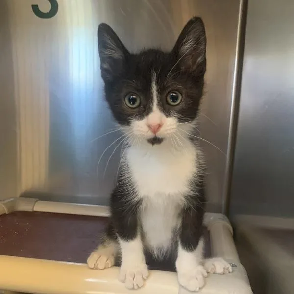A baby medium-sized male Domestic Short Hair cat named Bologna for adoption in Dublin, CA