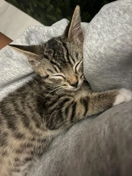 A baby medium-sized male Domestic Short Hair cat named Pennsylvania for adoption in Pleasanton, CA