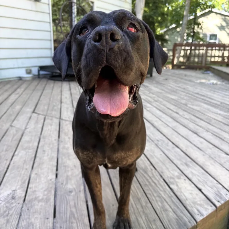 Lyra