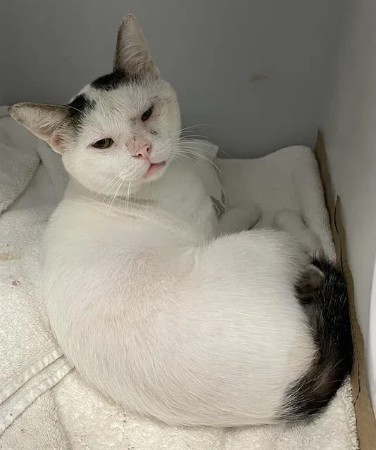 An adult large-sized male Domestic Short Hair cat named Julian for adoption in Palmetto, FL