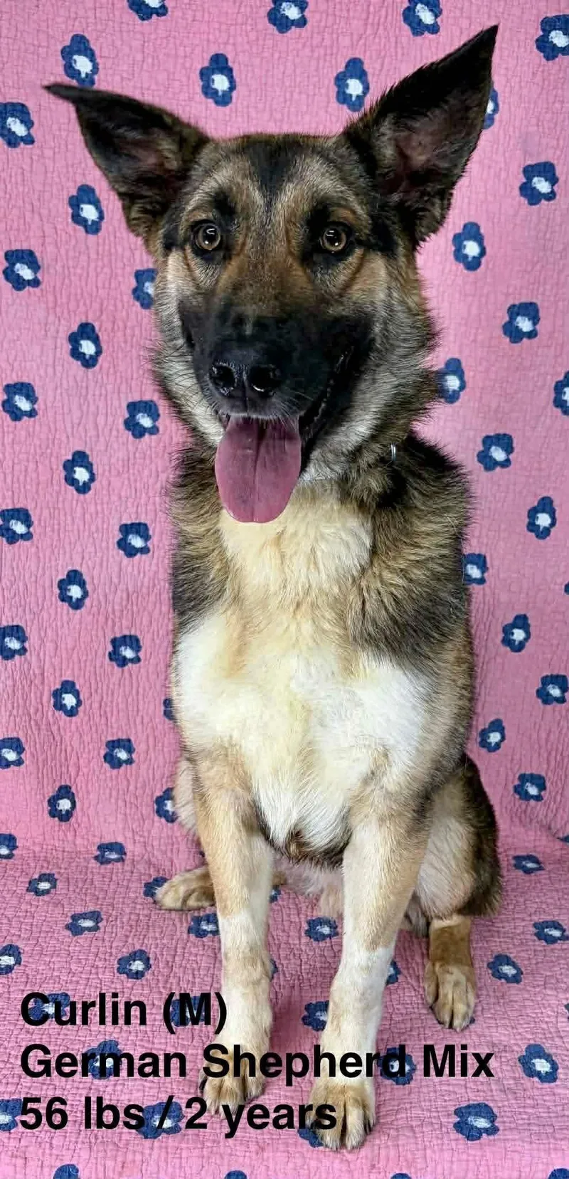 An adult large-sized male German Shepherd Dog dog named Curlin for adoption in Pomfret Center, CT