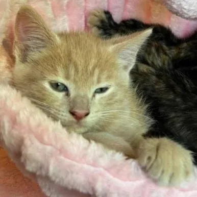 A baby medium-sized male Tabby (Buff / Tan / Fawn) Tabby cat named Frost for adoption in Omaha, NE