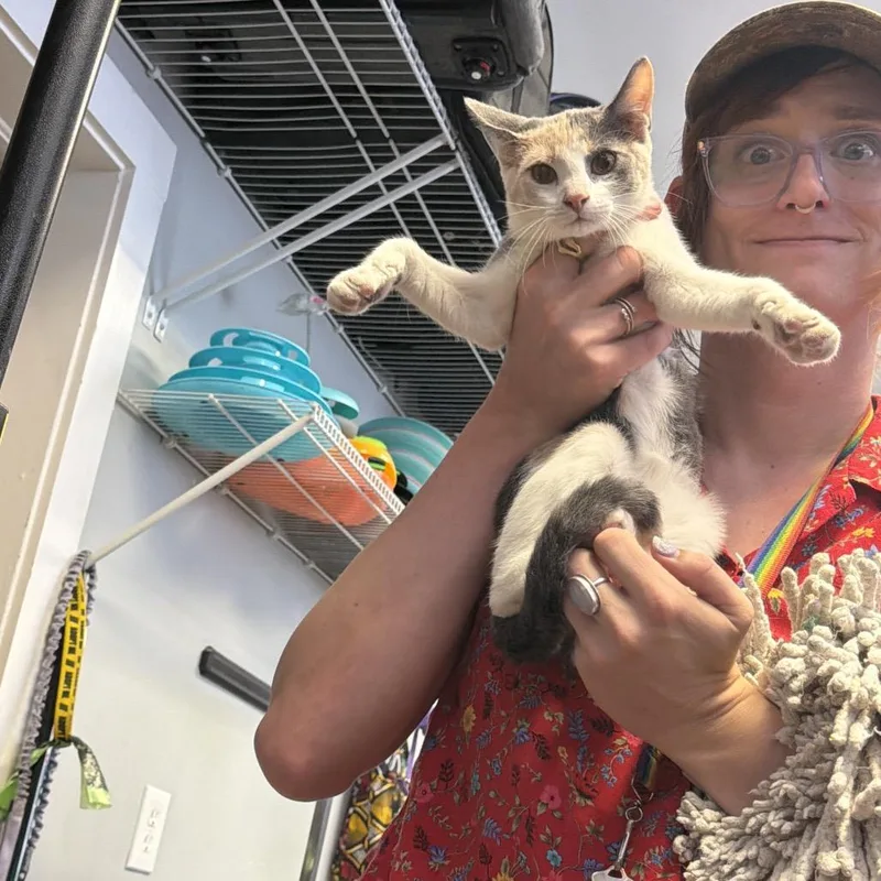 A baby small-sized female Calico Domestic Short Hair cat named Esther for adoption in New Orleans, LA
