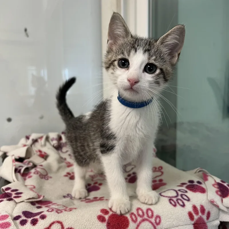 A baby medium-sized male White Domestic Short Hair cat named Niblet At PetSmart for adoption in Fairmont, MN