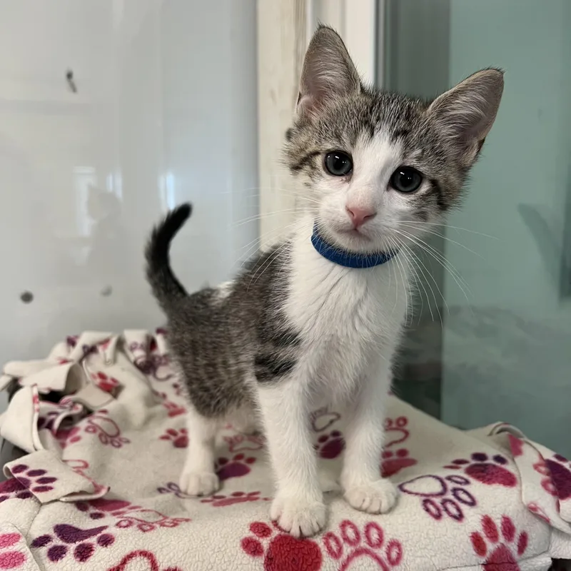 Niblet  At PetSmart thumbnail 2