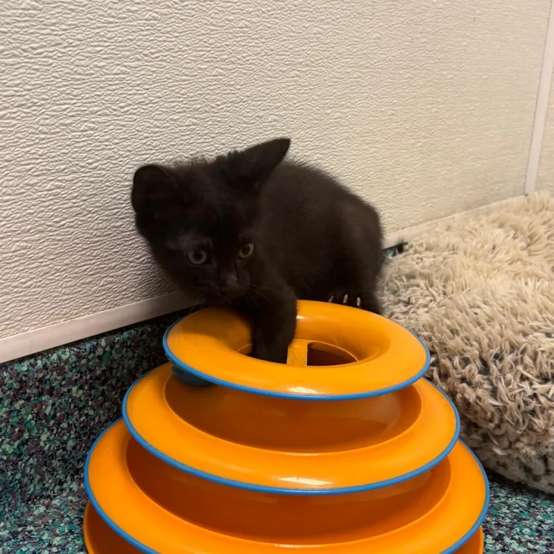 A baby small-sized male Black Domestic Short Hair cat named Flounder for adoption in Long Beach, CA
