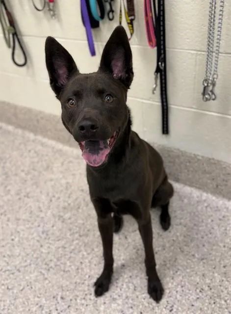 A young large-sized male German Shepherd Dog dog named Vader for adoption in Brighton, CO