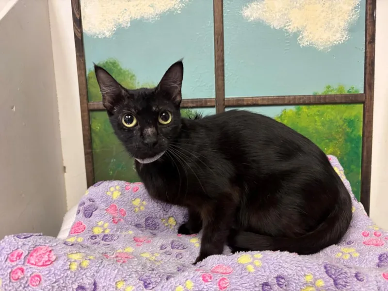 A young medium-sized female Domestic Short Hair cat named Sonya for adoption in Houston, TX