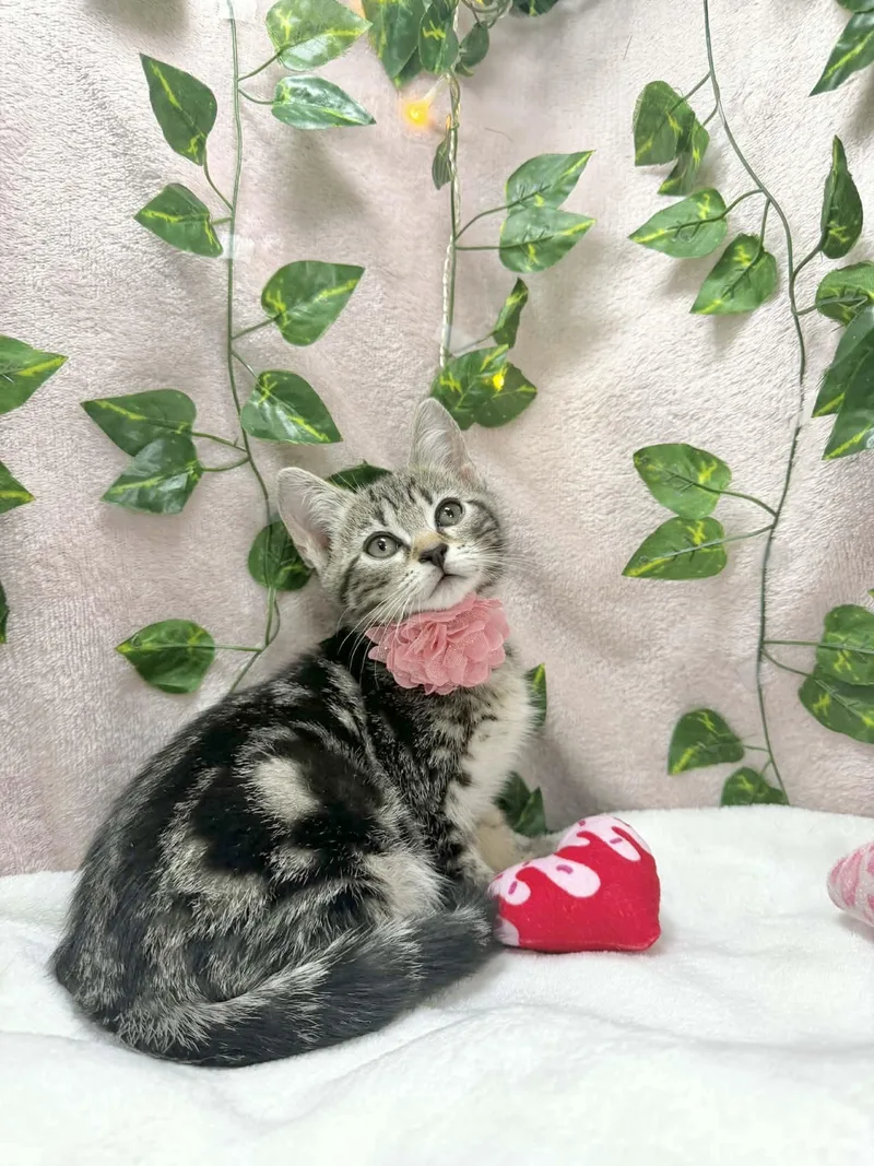 A baby medium-sized female Tabby cat named Cadence for adoption in Tavares, FL