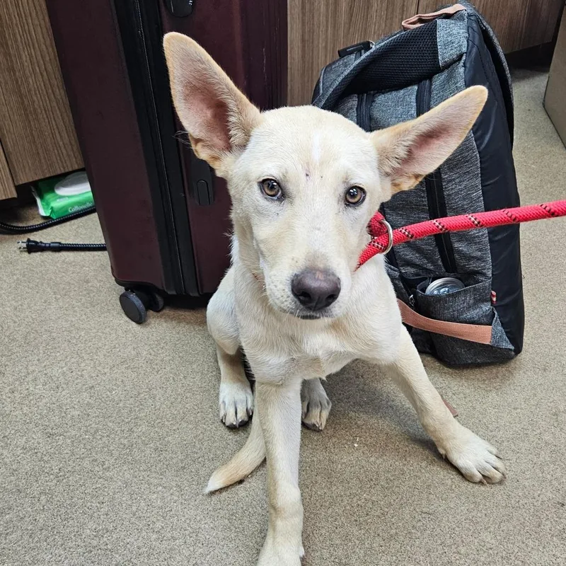 A young medium-sized female Yellow / Tan / Blond / Fawn Mixed Breed dog named Dingo for adoption in Corpus Christi, TX