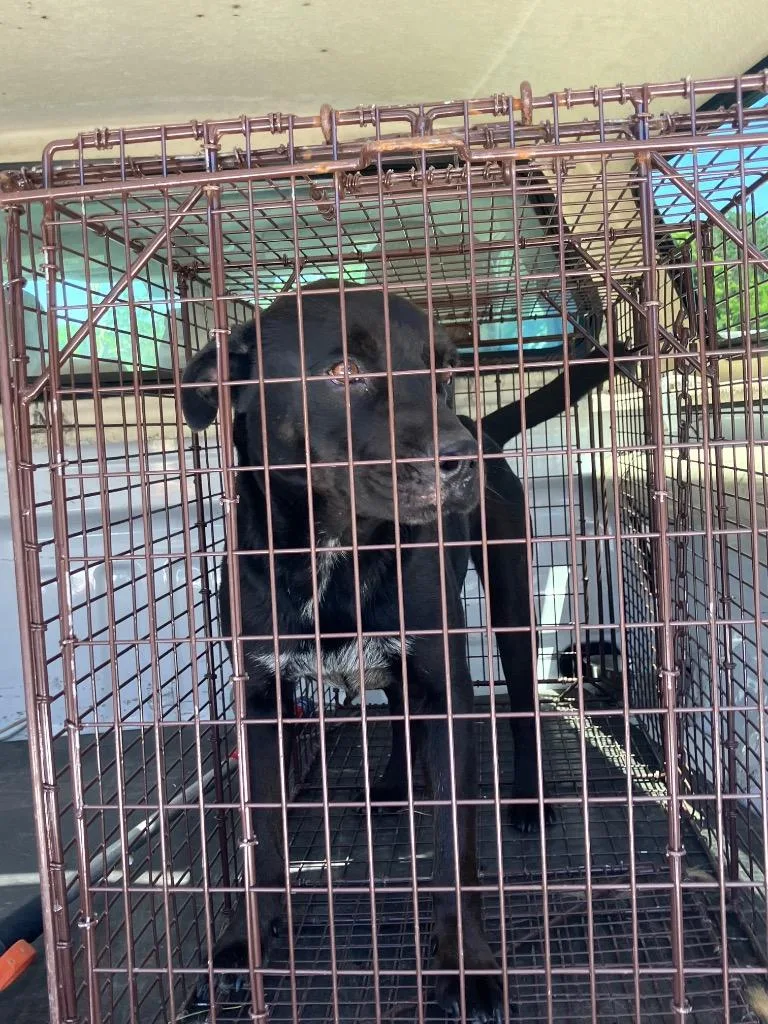 A young large-sized male Mixed Breed dog named Midnight for adoption in Gallatin, TN
