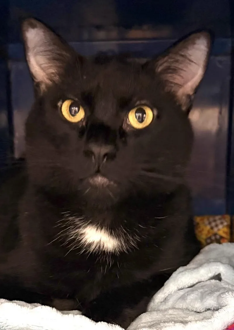 A young medium-sized male Domestic Short Hair cat named Manny for adoption in Sault Sainte Marie, MI