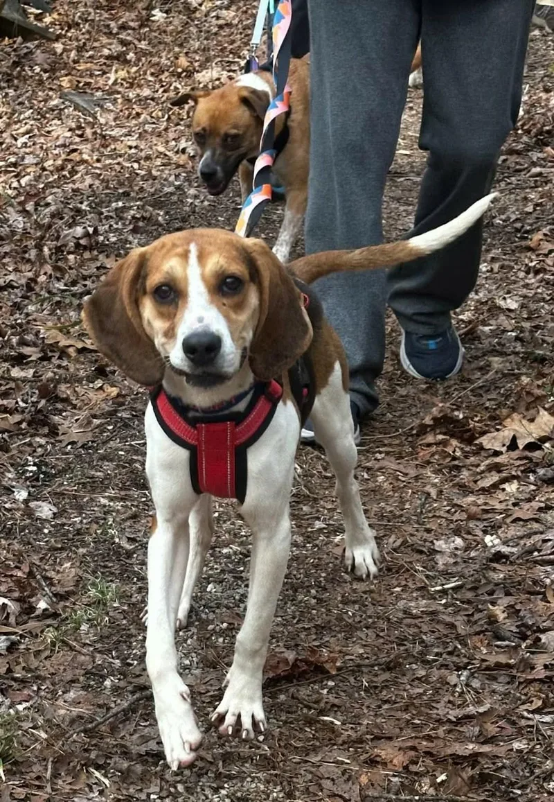 A baby medium-sized female Bicolor Hound dog named Sara Marie for adoption in Westwood, NJ