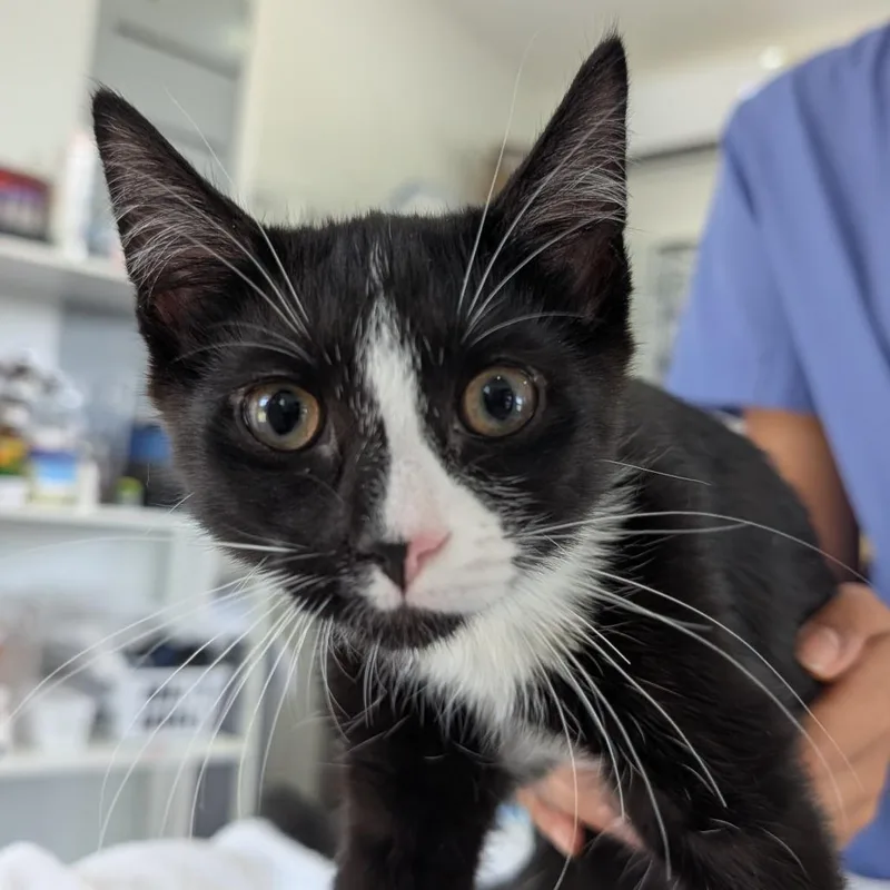 A baby small-sized female Black Domestic Short Hair cat named Dora for adoption in Chapel Hill, NC