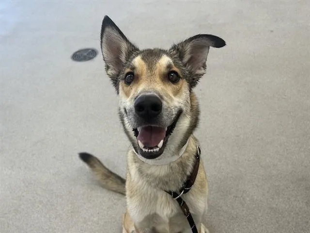 A young large-sized male German Shepherd Dog dog named Coyote for adoption in Mesa, AZ