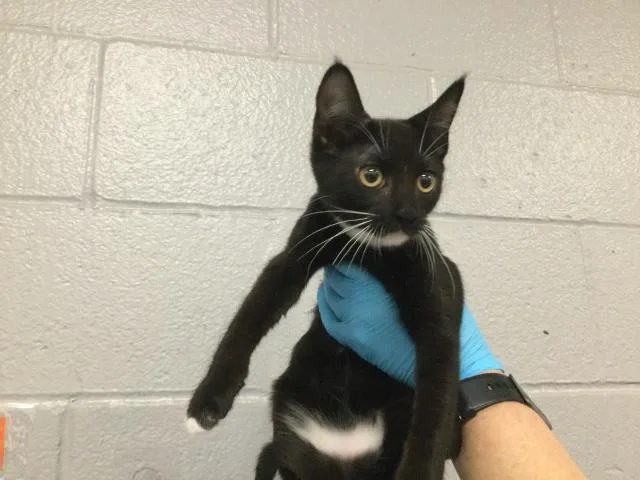 A baby small-sized female Domestic Short Hair cat named Elise for adoption in Thousand Palms, CA