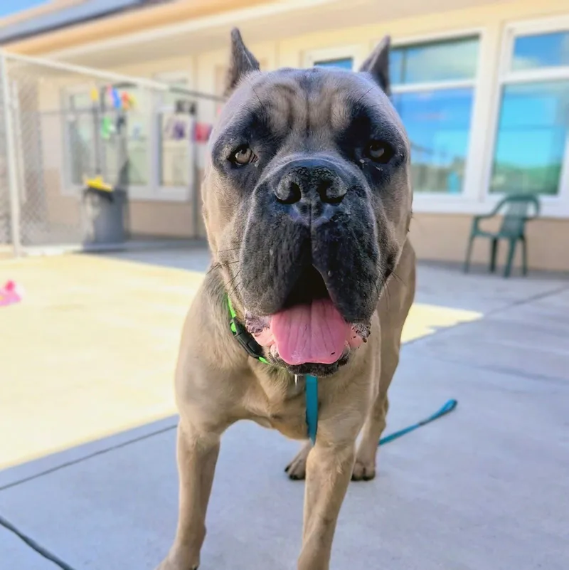 A young medium-sized male Mastiff dog named Buckeye for adoption in Glendale, AZ