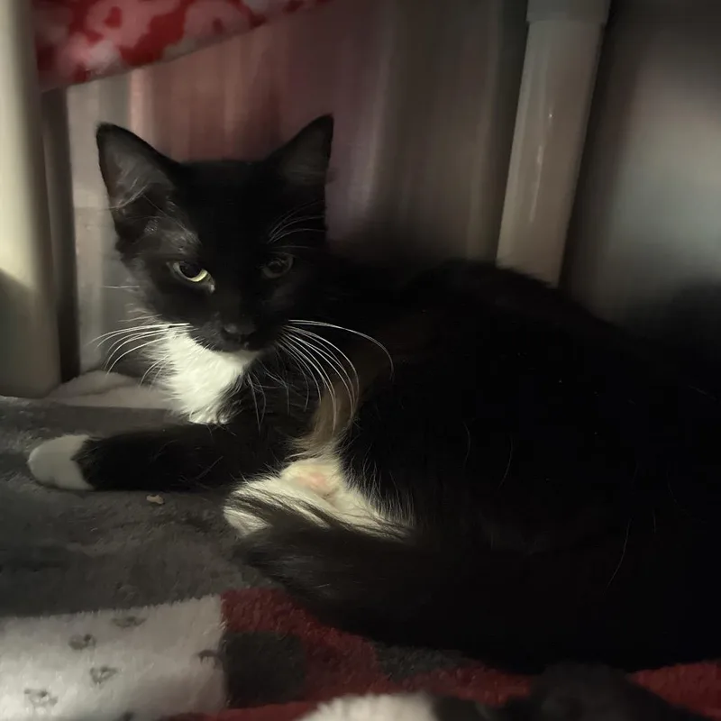 An adult medium-sized female Black Domestic Medium Hair cat named Maria for adoption in Fredericksburg, VA
