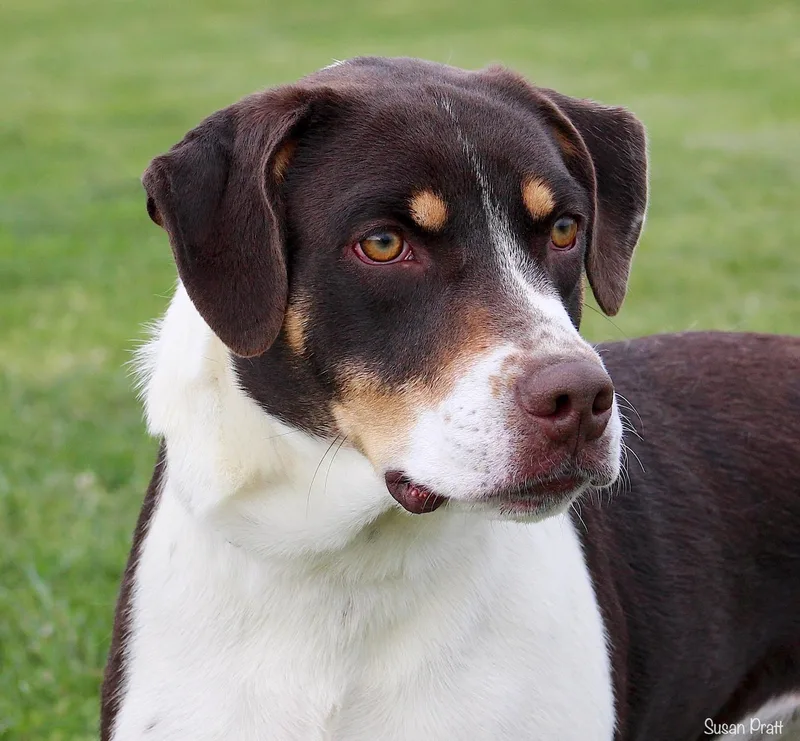 A young medium-sized female Tricolor (Brown, Black, & White) Hound dog named Wine for adoption in Bedford, VA