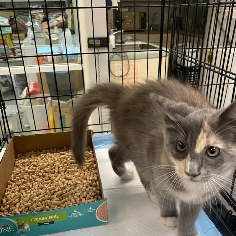 A baby small-sized female Tortoiseshell Domestic Medium Hair cat named Wagsstray for adoption in Westminster, CA