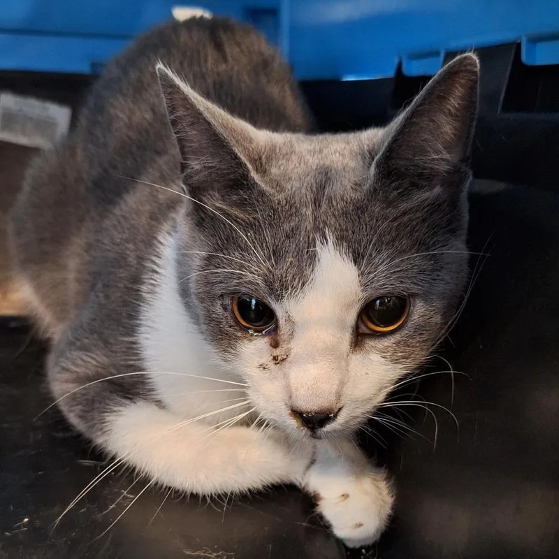 An adult medium-sized female Gray / Blue / Silver Domestic Short Hair cat named Angela for adoption in Montgomery, AL