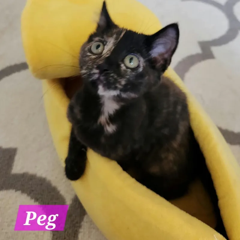 A baby small-sized female Tortoiseshell Domestic Short Hair cat named Peg for adoption in La Grange, KY