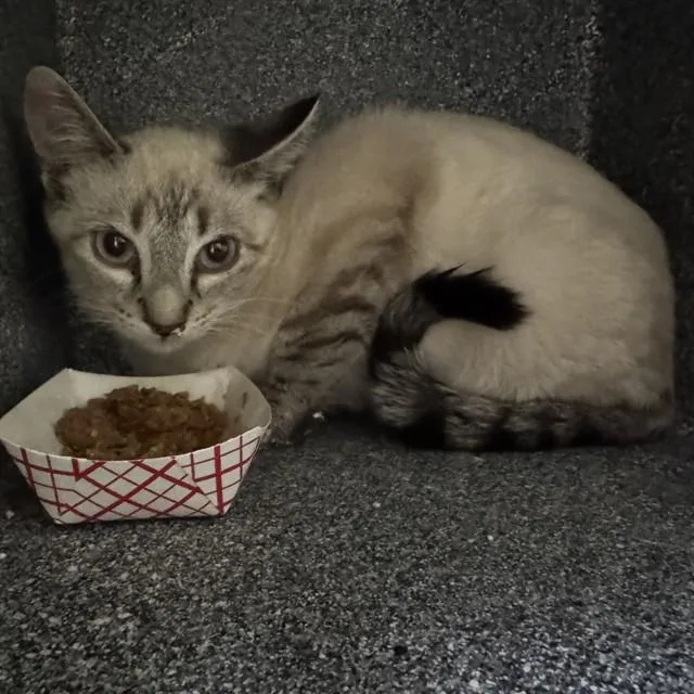 A baby small-sized male Domestic Short Hair cat named Chipper for adoption in Pueblo, CO