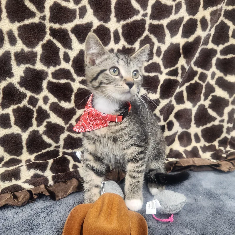 A baby medium-sized male Tabby (Brown / Chocolate) Domestic Short Hair cat named Maverick for adoption in Hagerstown, MD