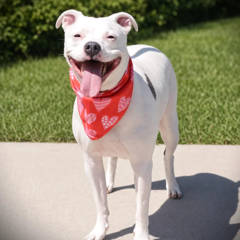An adult medium-sized female White / Cream Terrier dog named Cali for adoption in Amsterdam, NY