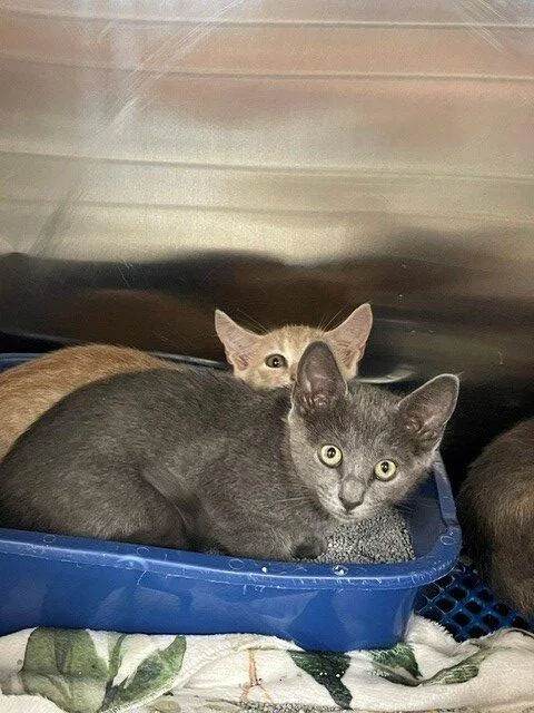 A baby small-sized female Dilute Tortoiseshell Domestic Short Hair cat named Faith for adoption in Jackson, LA