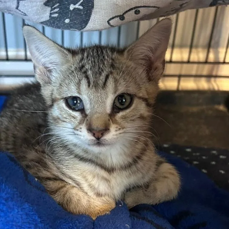 A baby small-sized male Brown / Chocolate Domestic Short Hair cat named Washington for adoption in Wind Gap, PA