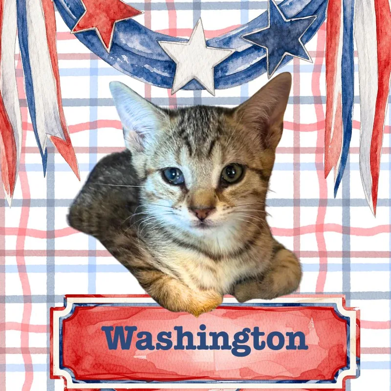Washington thumbnail 2