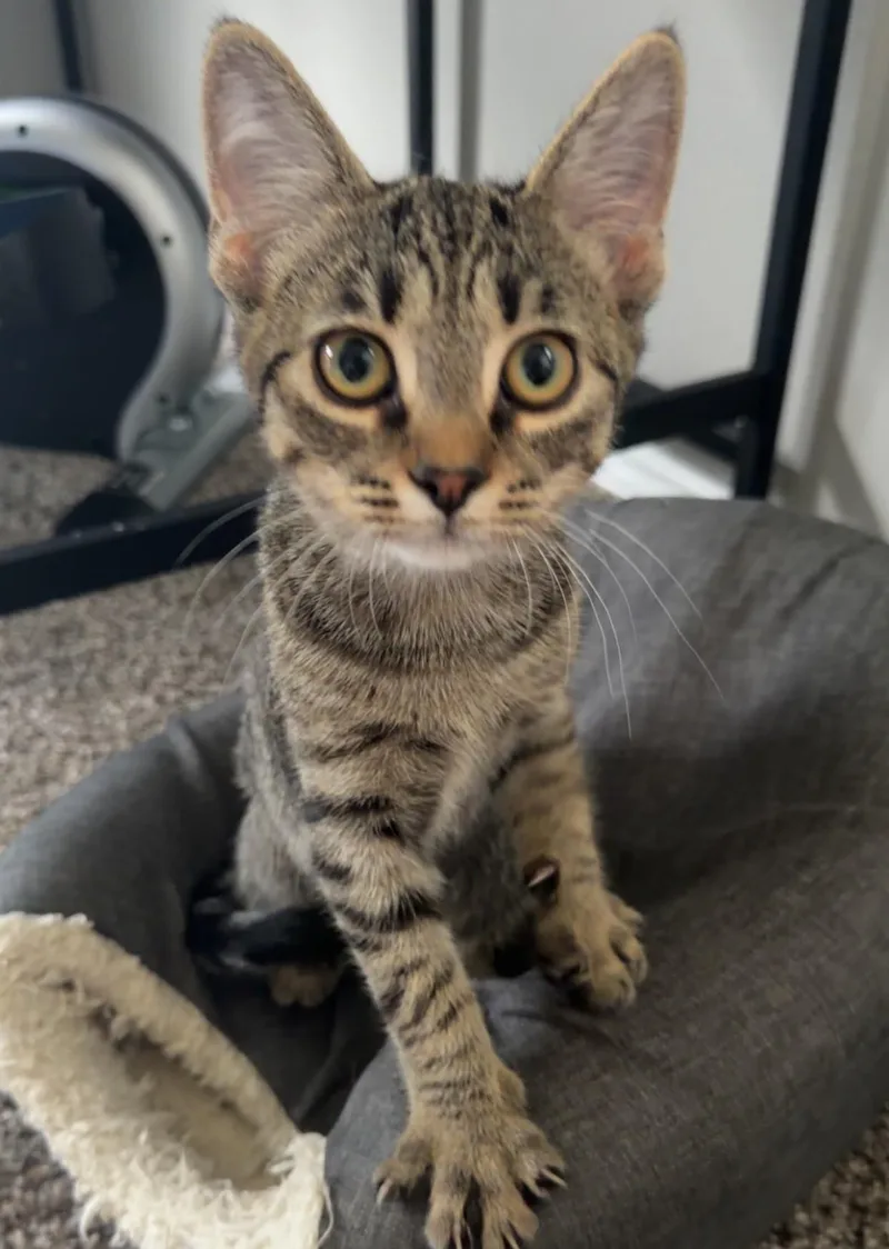 A baby medium-sized female Tabby (Buff / Tan / Fawn) Tabby cat named Ariel and Aurora for adoption in Columbus, OH