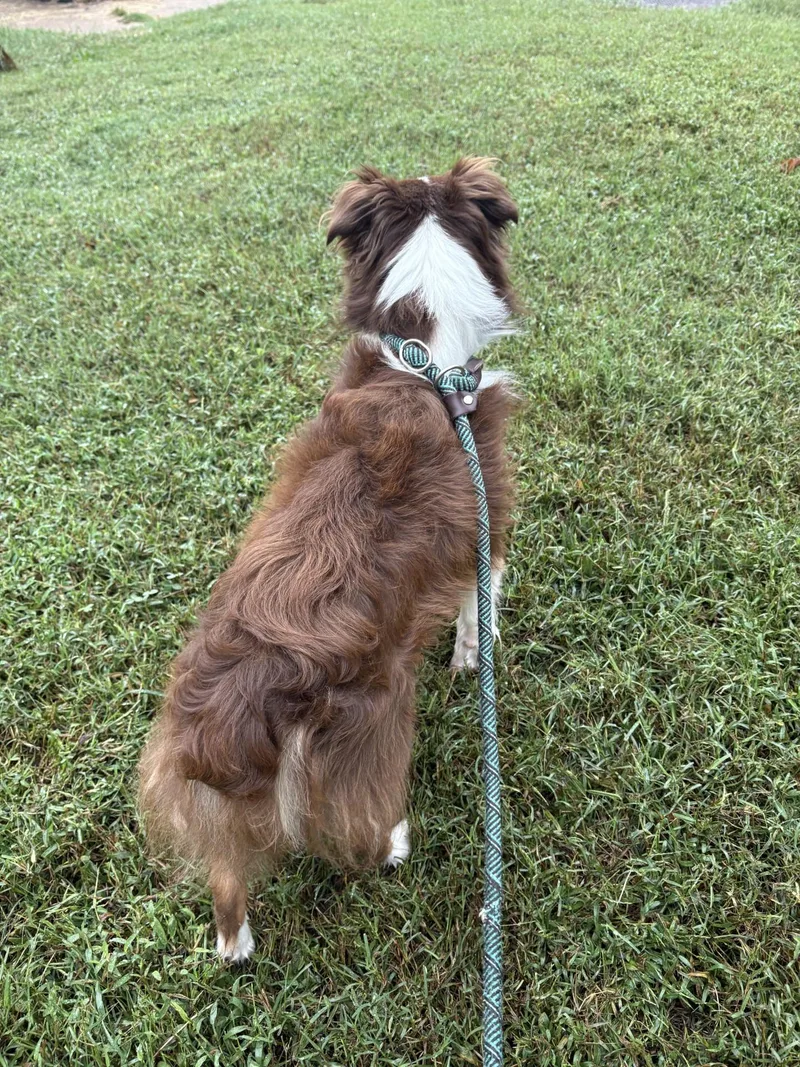 A young small-sized male Australian Shepherd dog named Julius for adoption in Ashland, VA