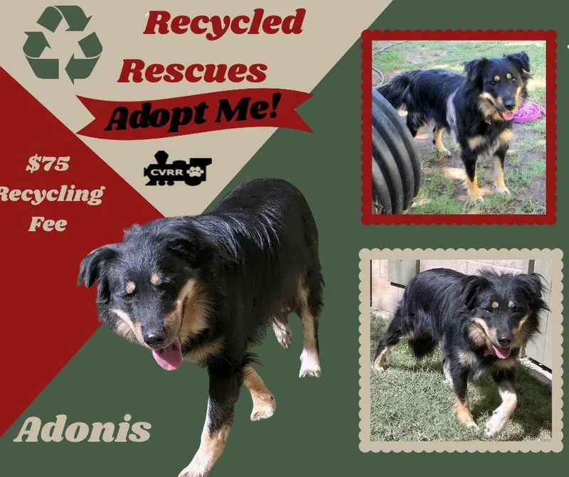 An adult large-sized male Australian Shepherd dog named Adonis for adoption in LINDSAY, CA