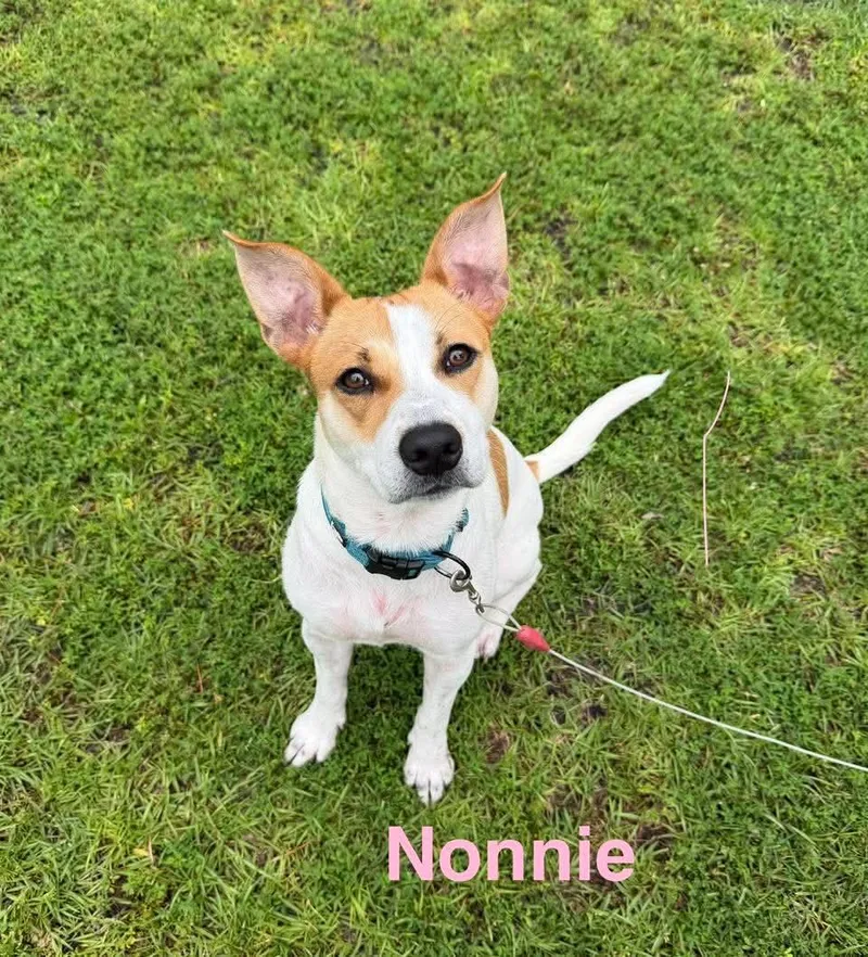 Nonnie