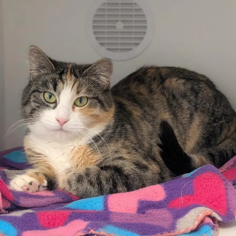 Callie  Bonded With thumbnail 2