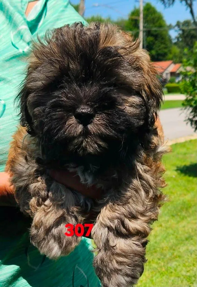 A baby small-sized female White / Cream Shih poo dog named #307 for adoption in Twin lakes, WI