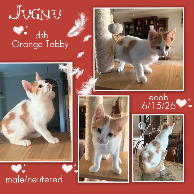 A baby medium-sized male Tabby (Orange / Red) Domestic Short Hair cat named Jugnu ORT for adoption in Missouri City, TX