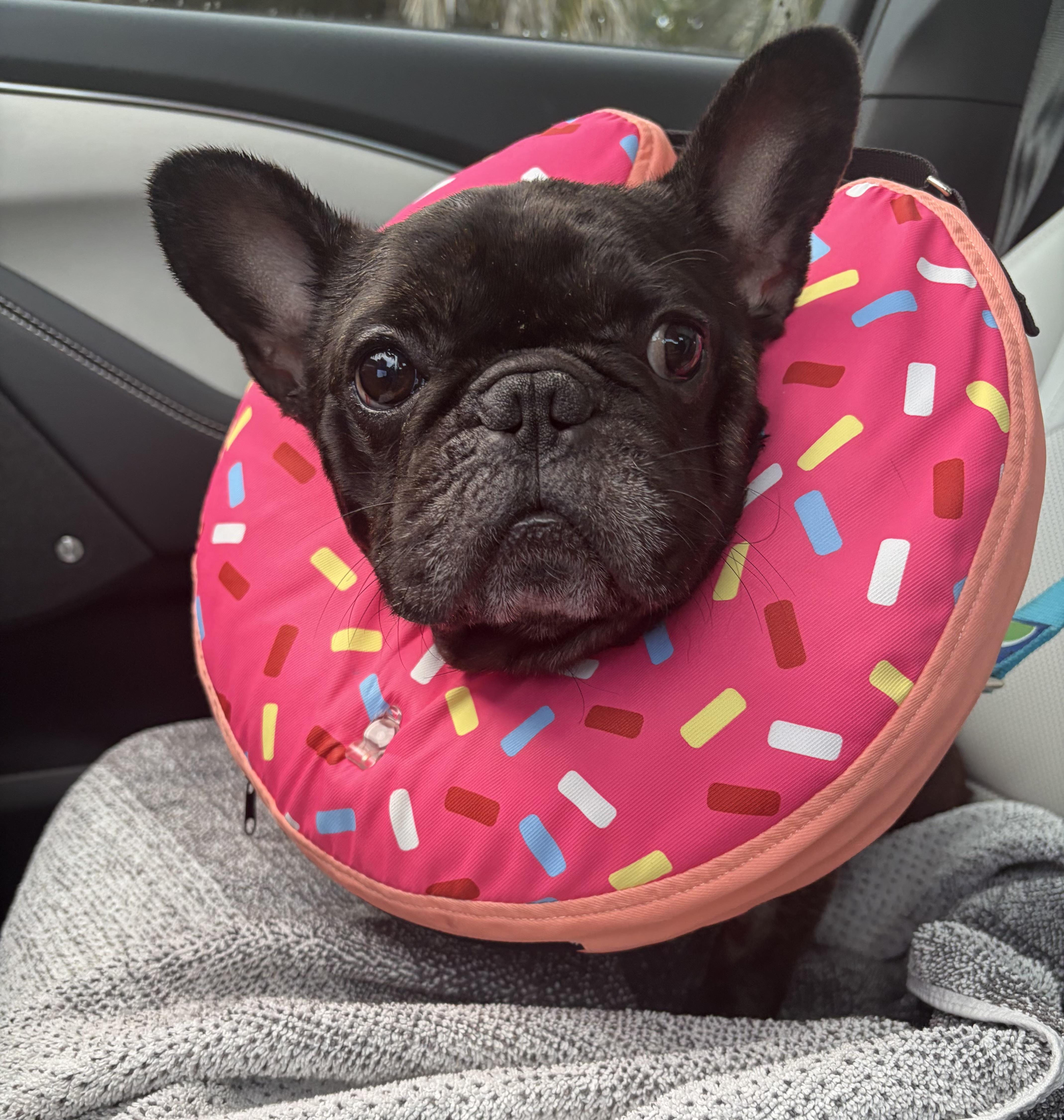 An adult small-sized male French Bulldog dog named Carter for adoption in Boynton Beach, FL
