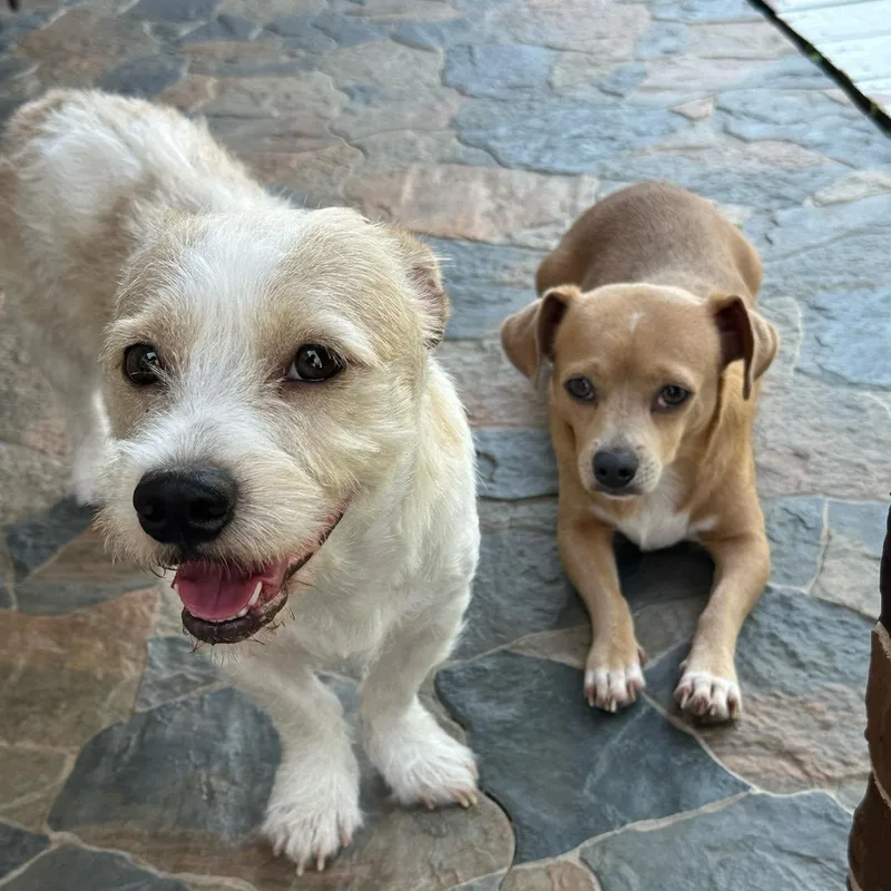 An adult small-sized male Chihuahua dog named Finn  Your Gentle for adoption in Sugar Land, TX