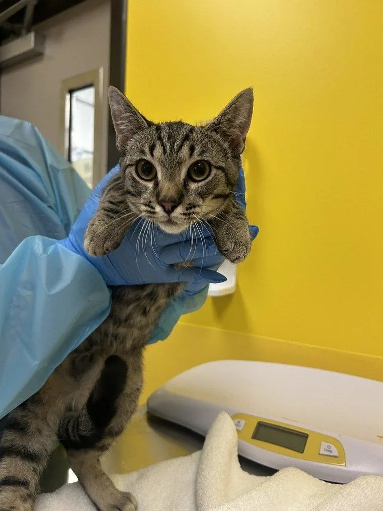 A baby small-sized male White Domestic Short Hair cat named Whataburger for adoption in Raleigh, NC